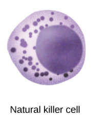 Natural Killer Cells