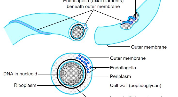 Spirochetes