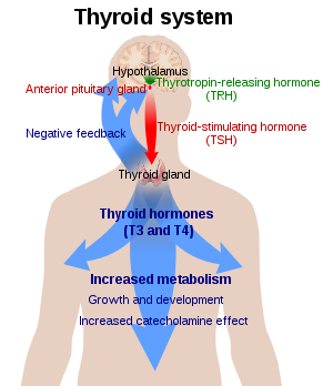 Thyroid Hormone Replacement