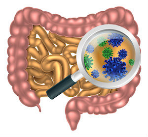 The Importance of Probiotics