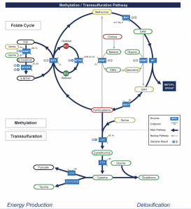 Oxidative Stress and Mycotoxins