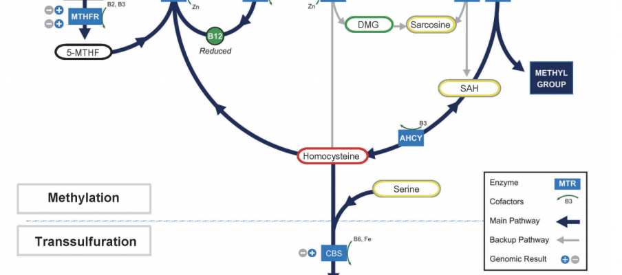 Oxidative Stress and Mycotoxins