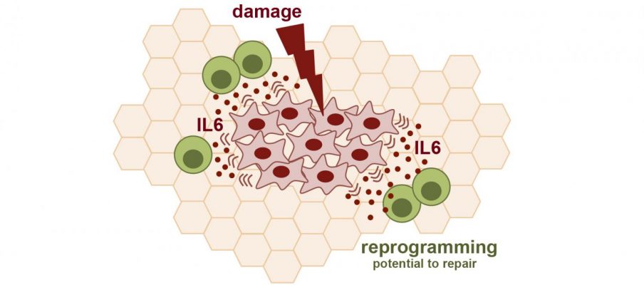 Tissue Recovery and Repair