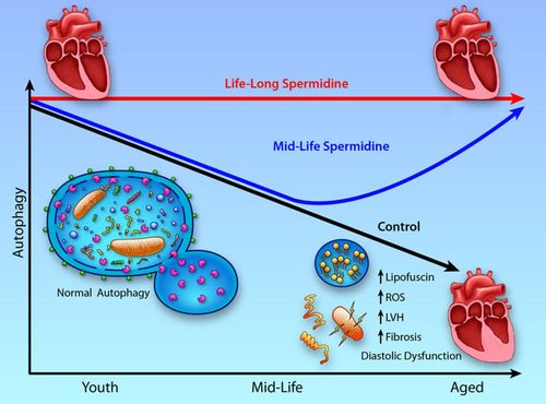 Spermidine