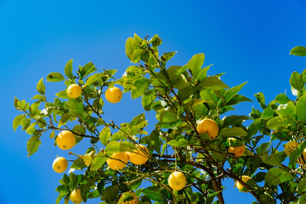 anti-aging medicine