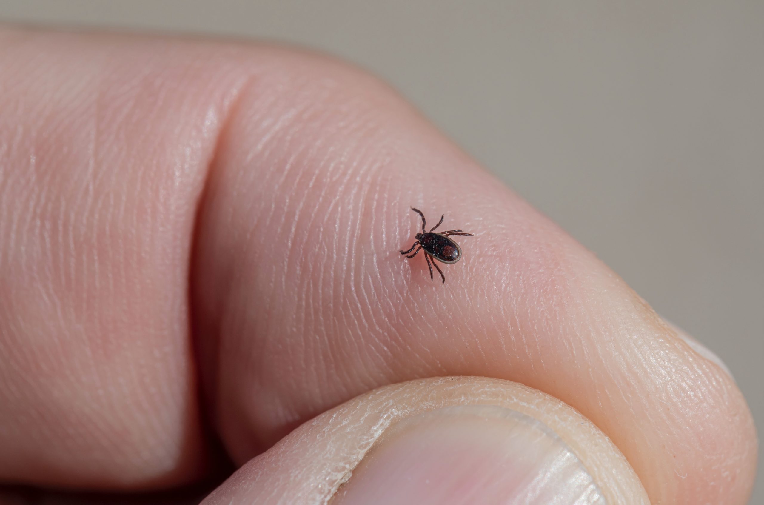 All About Ticks