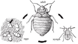 What is Louse-Borne Relapsing Fever