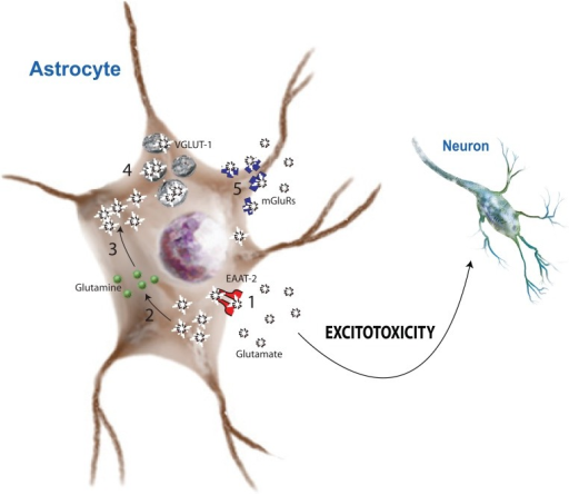 Glutamate Excitotoxicity